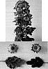 Chrysanthemum%20x%20morifolium%20%27Deliroma%27
