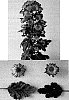 Chrysanthemum%20x%20morifolium%20%27Deliroma%27