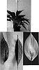 Spathiphyllum%20sp%20%27Nr.%20256%27