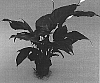 Spathiphyllum%20sp.%20%27Jetson%27