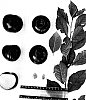 Prunus%20salicina%20%27Suplumtwentyseven%27