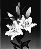 Lilium%20L.%20oriental%20%27Rialto%27