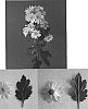Chrysanthemum%20x%20morifolium%20%27DekDakar%27