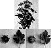 Chrysanthemum%20x%20morifolium%20%27DekTimman%27