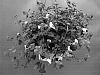 Torenia%20sp.%20%27Dantopinkmn%27
