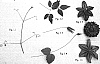 Clematis%20flammula%20viticella%20%27Evipo020%27