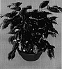 Ficus%20benjamina%20%27Black%20Diamond%27