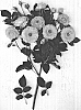 Rosa%20hybrida%20%27HADCUP%27