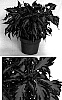 Solenostemon%20scutellarioides%20%27Sundancer6%27