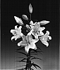 Lilium%20L.%20hybrid%20%28oriental%20x%20aurelian%29%20%27Manissa%27