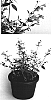 Agastache%20mexicana%20%27Kiegabi%27