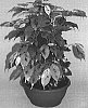 Ficus%20benjamina%20%27Margarita%27
