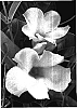 Mandevilla%20hybrid%20%27Cotton%20Candy%27