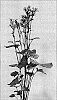 Ligularia%20x%20Hessei%20%27Laternchen%27