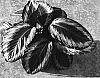 Calathea%20loesenerii%20x%20C.%20roseo%20picta%20%27Indri%27