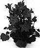 Campanula%20portenschlagiana%20%27PKMp02%27