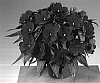 Impatiens%20hawkeri%20%27Fisupnic%20Burgy%27