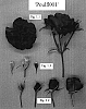 Rosa%20hybrid%20%27PUOLfl001%27