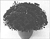Chrysanthemum%20morifolium%20%27Jenny%20Wren%20Crimson%27