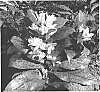Tricyrtis%20nana%20x%20Tricyrtis%20ohsumiensis%20%27Moonlight%20Treasure%27