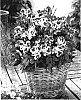 Alstroemeria%20hybrida%20%27Zaprijul%27