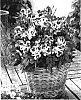 Alstroemeria%20hybrida%20%27Zaprijul%27