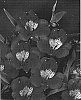Alstroemeria%20hybrida%20%27Zalsacrea%27
