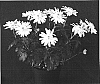 Chrysanthemum%20x%20morifolium%20%27Yellow%20Yomankato%27