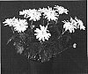 Chrysanthemum%20x%20morifolium%20%27Yellow%20Yomankato%27
