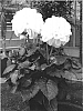 Dahlia%20%28hybrid%29%20%27Cocos%27