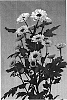 Chrysanthemum%20morifolium%20%27Cevyking%20Dark%27