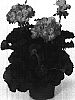 Pelargonium%20x%20hortorum%20%27Fisum%20Dark%20Salmon%27