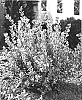Buxus%20microphylla%20%27Peergold%27