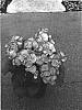 Begonia%20x%20hiemalis%20%27Bbeva%27