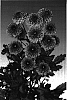 Chrysanthemum%20Dendranthema%20Indicum%20%27Lexy%27
