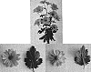 Chrysanthemum%20x%20morifolium%20%27DekLacetti%27