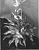 Hosta%20hybrid%20%27Fireworks%27