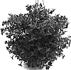 Petunia%20sensu%20Wijsman%20x%20Calibrachoa%20La%20Llave%20%27Dancalipet%27