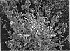 Silene%20dioica%20%27Valley%20High%27