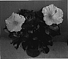 Hibiscus%20rosa-sinensis%20%27Cashmere%20Wind%27