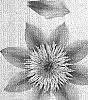 Clematis%20viticella%20%27Evipo011%27