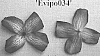 Clematis%20viticella%20%27Evipo034%27