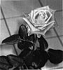 Rosa%20hybrida%20%27Schrenat%27