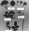 Rosa%20hybrida%20%27POULra016%27