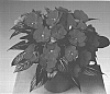 Impatiens%20hawkeri%20%27Fisnics%20Lil%27