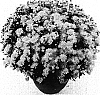 Chrysanthemum%20morifolium%20%27Nighthawk%20Yellow%27