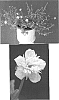 Portulaca%20grandiflora%20%27Pink%20Panther%27