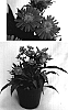 Aster%20dumosa%20%27Kiestrbl%27