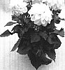 Dahlia%20%28hybrid%29%20%27Bounty%27
