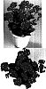 Kalanchoe%20blossfeldiana%20%27KJ%202002%200521%27
